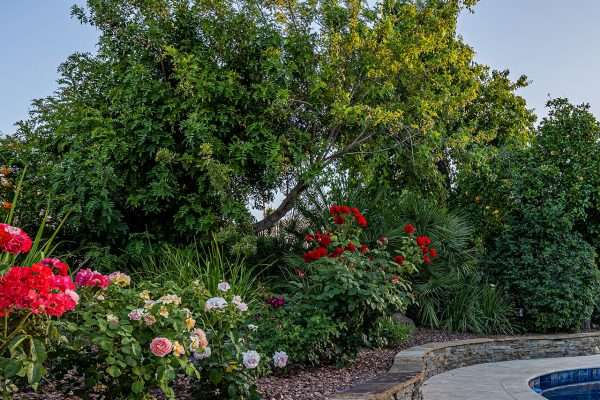 7K3A4445-HDR backyard with pool and various trees and plants in the background