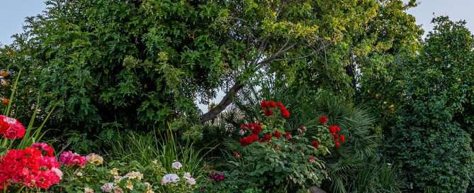 backyard with pool and various trees and plants in the background