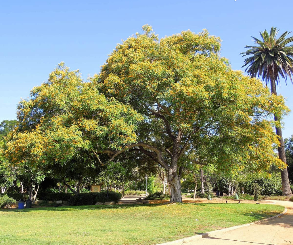 Fastest-Growing Trees - Tipu